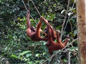 4 Orangutans (one is a baby hanging onto its mom)