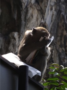 A macaque shredding our monkey postcards