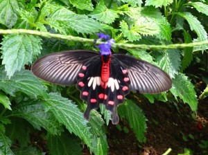 The underside of a butterfly