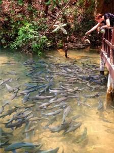 Hungry, Hungry Fishes!